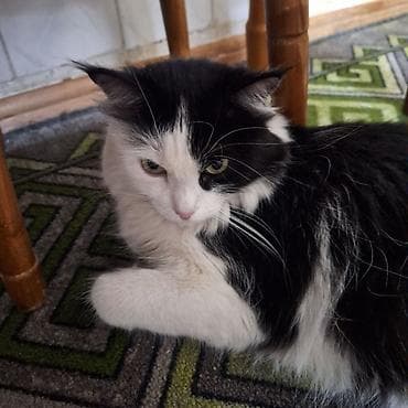 scottish fold: Кошка даром: Беспородная, 3 года, Девочка, Приучена к лотку — 3