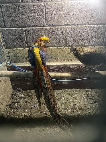 Азык-түлүктөр: Продаю инкубационное яйцо декаративных фазанов Серебрянного фазана — 10