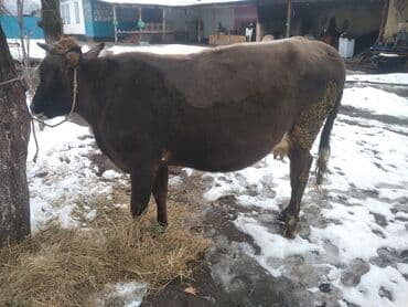 цены на собак: Продаю | Тёлка | Полукровка | На откорм | Привязанные — 3