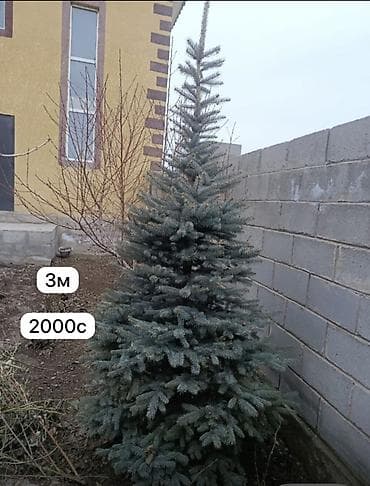 опрыскиватель садовый с мотором: Продается метровые голубые ели в количестве 250 штук. Цена договорная — 6