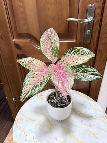 аглаонему: Аглаонема розово-зелёная (вариагатные формы) Декоративно-лиственное — 4