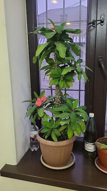 green max: Мала чая 1500сом — 1