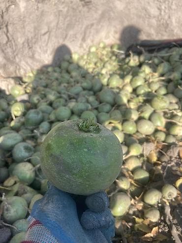 тумба под телевизор бишкек: Редька маргеланский сатам — 3