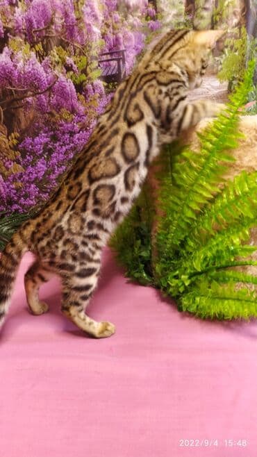 новорожденные котята: Красивейшие Бенгальские котята 3мес девочки и мальчики. Проф питомник — 8