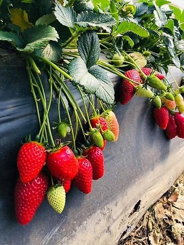 бий алма орусча: Саженцы рассада клубники с открытой корневой системой (фриго) оптом — 1