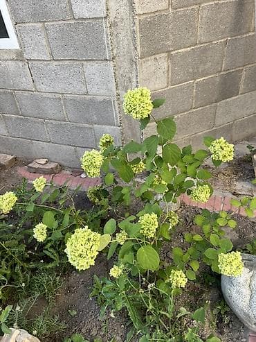 роза цветы: Гортензия метельчатая лаймового цвета 🥹 5 летний куст Достаточно — 3