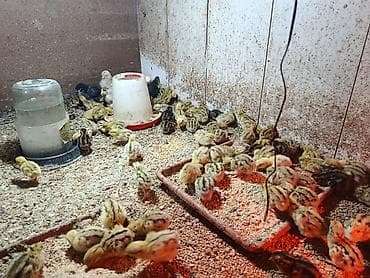 Продам с/х животных: Продаю | Цыплята — 1