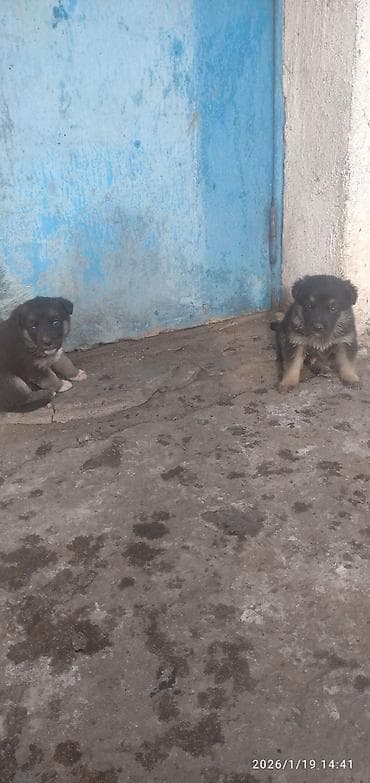 Восточноевропейская овчарка, 1 месяц, Самка