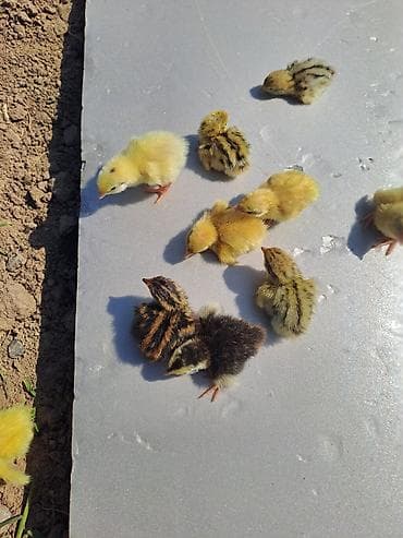 павлин бишкек: Бөдөнүн балапандары сатылат!!! алрес Бишкек мкр Тунгуч. Продаю!!! — 3