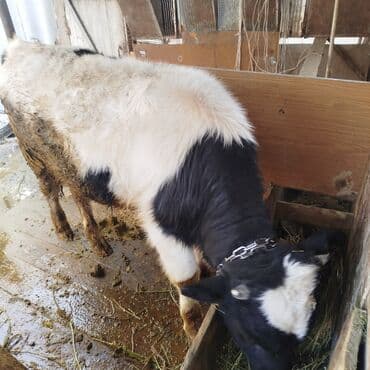 продаю связи с переездом: Продаю | Бык (самец) | На откорм | Привязанные — 4