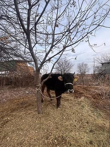 цена шпица: Продаю | Бык (самец) | На откорм | Привязанные — 1