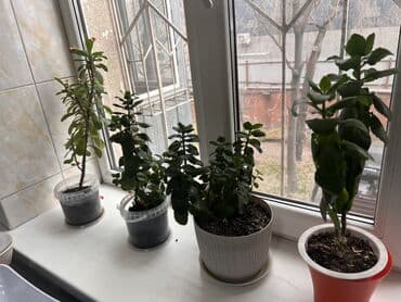 удобрения оптом в бишкеке: Молочай и вроде каланхоэно это не точно) Поменяю на сансевьеру или — 1