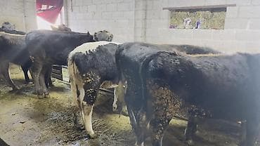 узи коров: Продаю | Бык (самец) | На откорм | Привязанные — 9