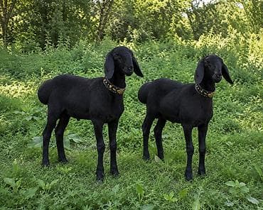 cane corso: Продаю | Ягненок | Арашан | Для разведения | Племенные — 1