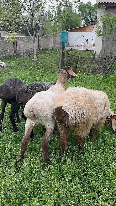 продам голубей: Продаю | Ягненок | Для разведения — 2