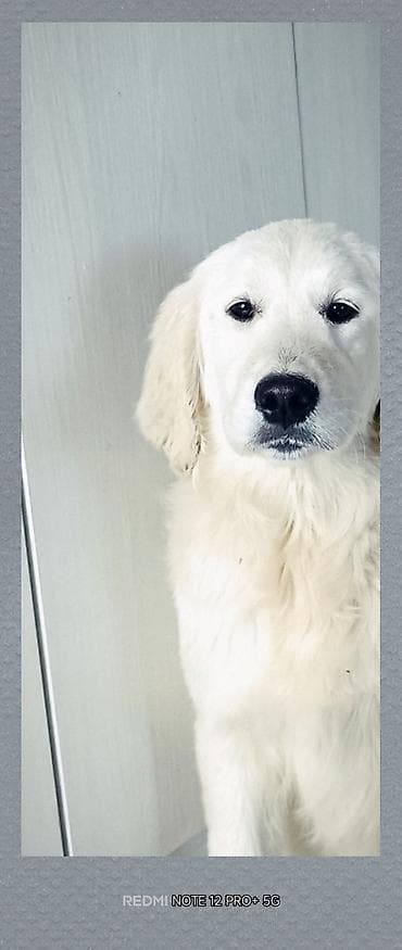 Ретривер, 5 месяцев, Самка