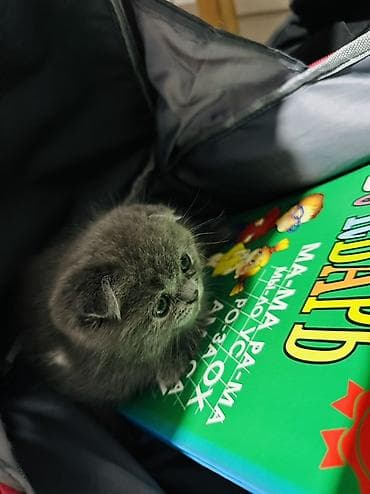 Мышыктар сатылат: Скотиш Фолд (Шотландиялык шалпаң кулак), 2 айлык, Ургаачы, Көгүлтүр, Лотокко барууга үйрөтүлгөн — 2