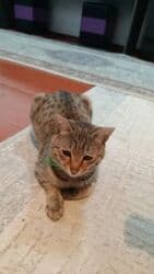 Мальчик, С прививками at lalafo.kg Мальчик, С прививками