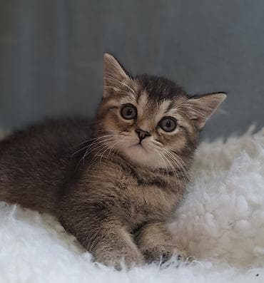сиамские кошки купить: Скотиш Страйт (Шотландская прямоухая), 2 месяца, Мальчик, Приучена к лотку, Проглистована — 1