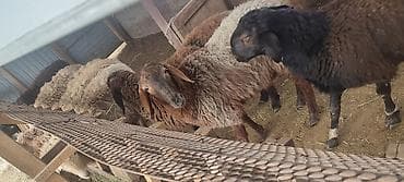 сено реска: Продаю | Овца (самка), Ягненок, Баран (самец) | На забой — 4