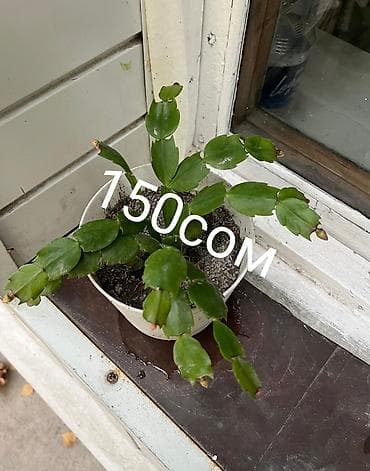 Промышленная химия: Цветы по самым низким ценам 1-Антуриум мужское счастье 4х летный в — 8