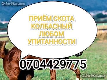 Частное лицо, Колбасный цех : Коровы, быки, Лошади, кони, | Любое состояние, Забитый, Круглосуточно