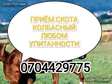 А/ч жаныбарларын сатып алам: Сатып алам | Уйлар, букалар, Жылкылар, аттар | Күнү-түнү, Бардык шартта, Союлган — 1