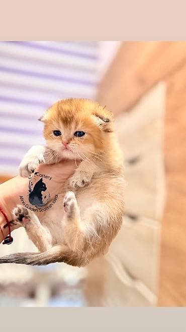 кошка бурма: Скотиш Фолд (Шотландская вислоухая), 1 месяц, Мальчик, Золотая шиншилла, Приучена к лотку, Проглистована, С документами — 4