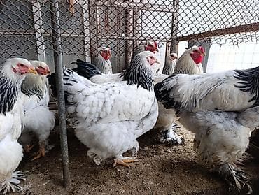 корейский тоджон: Петухи. Корейский тоджон-1500, брама светлая-1500, брама — 7