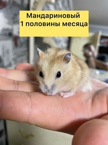 Хомяки: Карликовые хомячки (джунгарики) золотисто‑песочного окраса. Очень — 5