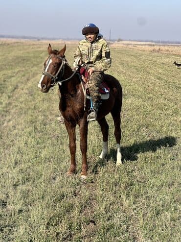 Продаю | Жеребенок | Полукровка | Конный спорт