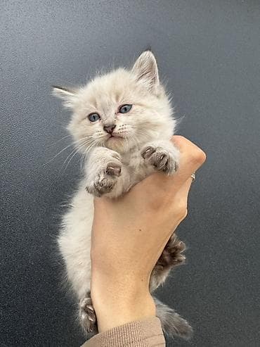 с мыкан: Ищу дом для котят🙌🏻 Сейчас им около месяца. Активные, здоровые — 2