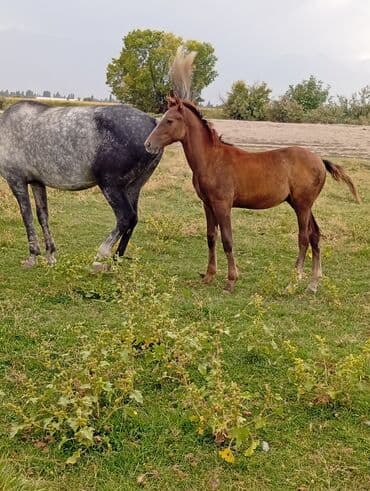 купить охотничью собаку: Продаю | Жеребенок — 9