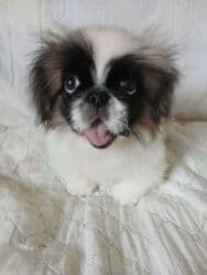 Вязка собак: Пекинес, 3 месяца, Самец, С прививкой, С родословной — 1