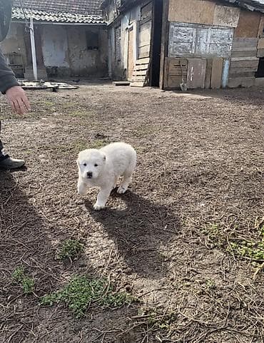 купить алабай: Алабай, 1 месяц, Самец, С прививкой — 1