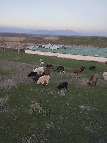 хомяки бишкек: Сатам | Эчки (ургаачы) | Аргын | Көбөйтүү үчүн — 5