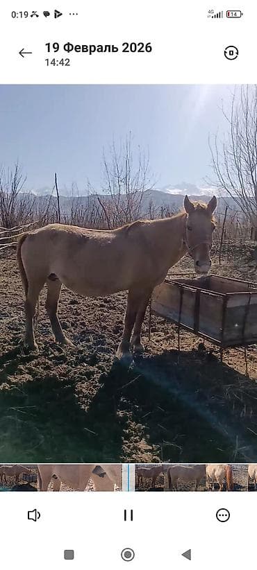 продаю баран сокулук: Сатам | Жылкы (эркек) | Аргын | Жумушка | Мерин — 8