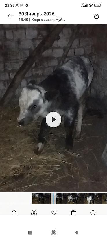 пародистый: Продаю | Музоо, торпок | Полукровка | На откорм — 1