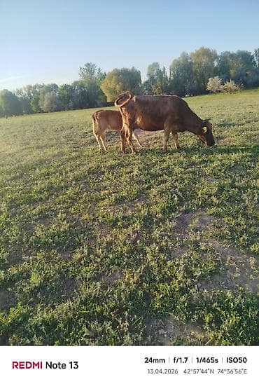 ээр токум жугон: Продаю | Корова (самка) | Полукровка | Для разведения | После отела — 6