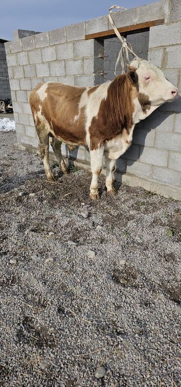 сколько стоит кошка в бишкеке: Продаю | Корова (самка), Бык (самец), Тёлка | Монбельярд | Для разведения, Для молока | Осеменитель — 6