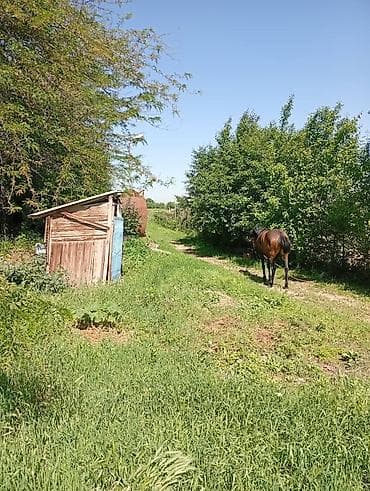 земля: Продаю дом совхоз ада тоо, участок 11соток, дом 4 к, кух, баня, гараж — 6