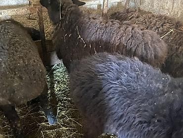 сколько стоит кролик домашний: Продаю | Баран (самец), Ягненок | Полукровка | Для разведения, На забой, Для шерсти | Ярка, Осеменитель — 4