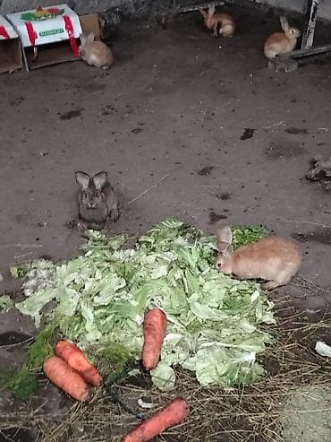декоративные кролики: Продаю | Крольчата | Для разведения — 2