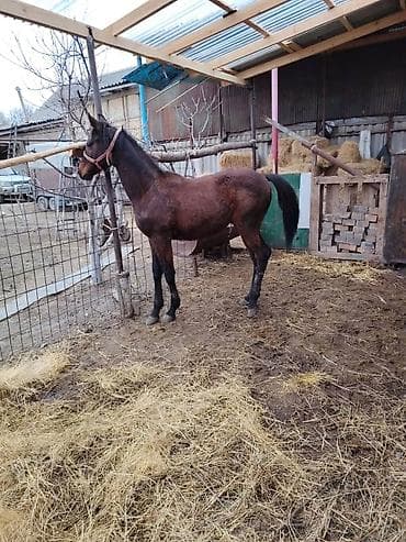 Продаю | Жеребенок | Для разведения