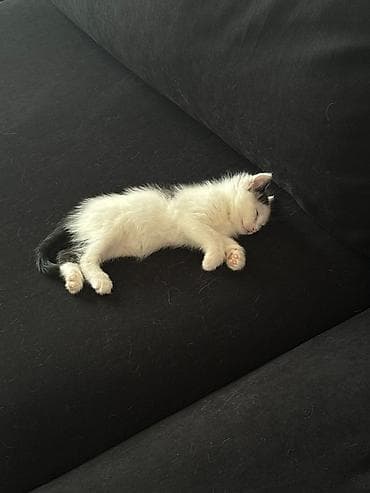 ручная обезьянка живая купить: Кошка даром: Беспородная, 8 месяцев, Мальчик, Приучена к лотку — 4