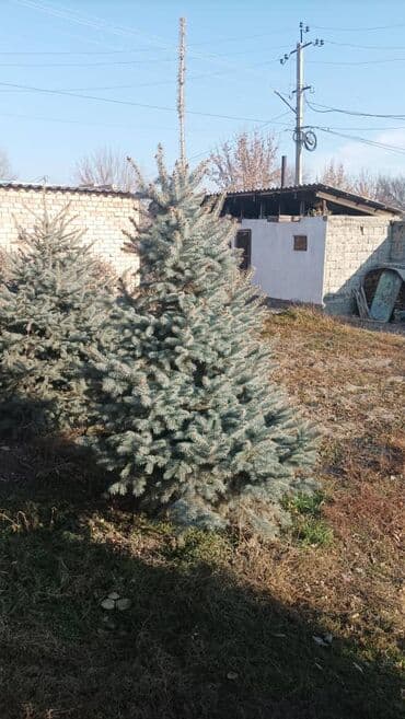 Саженцы деревьев: Ели