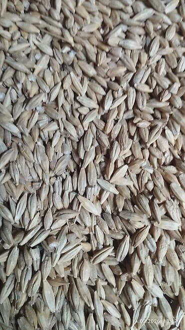 Продается ячмень сорт НУТАНС