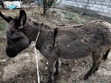 продаю ишака: Осёл (молодой ослик) серо-бурой масти. Характеристики: - Компактный — 2