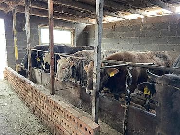 отель для собак: Продаю | Бык (самец) | Привязанные — 5