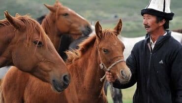куплю домашнее животное: Тай эти 
Шаар ичи жеткируу бар — 1